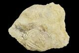 Fossil Crinoid (Acrocrinus) - Alabama #122403-1